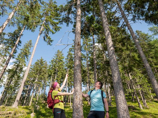 Jesacherhof: Ihr Hotel im Defereggental Zwei Wanderer betrachten hohe Bäume in einem sonnenbeschienenen Wald