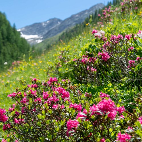 Excursions to the St. Jakob in Defereggental ski resort Pink rhododendrons in a flower meadow with mountain peaks and blue sky